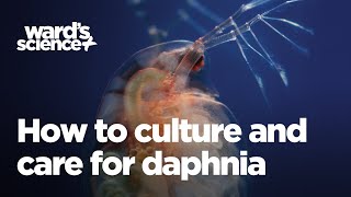 Caring and Culturing for Daphnia [upl. by Sheppard]