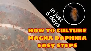 How to Culture Magna Daphnia Easily [upl. by Supmart]