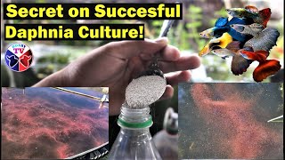 How to Culture Daphnia Successfully [upl. by Ricoriki]