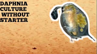 HOW TO CULTURE DAPHNIA NATURALLY WITHOUT A STARTER [upl. by Jonas]