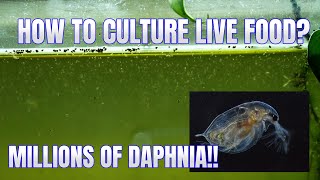 How to Culture Daphnia Secret Method to Breed MILLIONS  Simply Aquatic [upl. by Cecilla124]