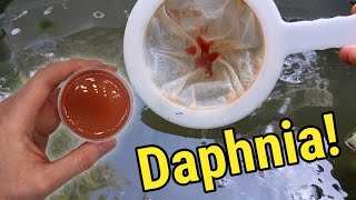 How I Culture Daphnia In Outdoor Tubs [upl. by Viglione]