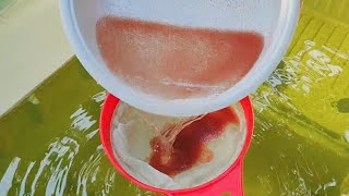 How to culture daphnia  Daphnia culture  How to grow daphnia outdoor [upl. by Puritan]