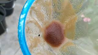 How to culture daphnia moina in a small container Part 1 English Subtitle [upl. by Tabbi]