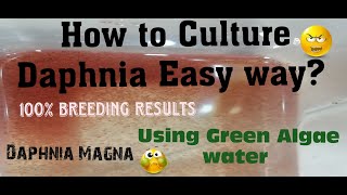 Daphnia MagnaHow to Culture Daphnia Easy wayCulturing Daphnia using Green water Daphnia [upl. by Toth325]