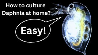 BEST Live Fish Food Beginner guide How to Culture Daphnia at home [upl. by Atelra]