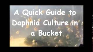 How to culture daphnia outside [upl. by Yelnek]