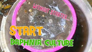 How to culture daphnia moina the easy way 1  Starting the Daphnia culture [upl. by Nosaes]