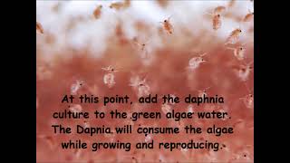 Daphnia  How to grow daphnia in your home [upl. by Bergmans566]