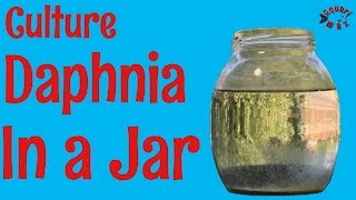 How to Culture Daphnia in a Jar [upl. by Ahsercul]