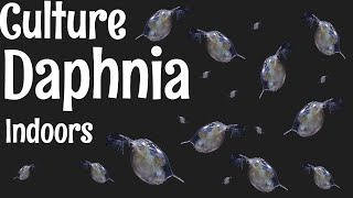 How to Culture Daphnia [upl. by Raleigh91]