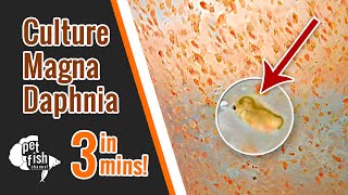 How to culture DAPHNIA MAGNA  The easy way [upl. by Enilarak973]