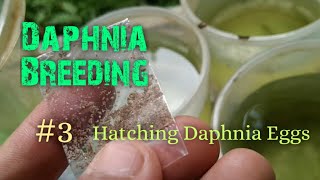 Daphnia Culture made simple and easy 3  Hatching Daphnia eggs [upl. by Ellecrag]