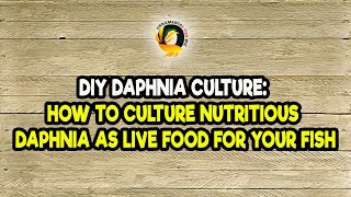 DIY Daphnia Culture How to Culture Nutritious Daphnia as Live Food for Your Fish [upl. by Ocsirf780]