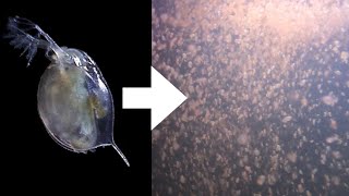 How I Culture Daphnia [upl. by Meadows]