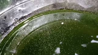 DAPHNIA MOINA CULTURE IN A SMALL BUCKET [upl. by Kevina]