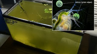 Raising Daphnia for the Freshwater Aquarium [upl. by Tullius]