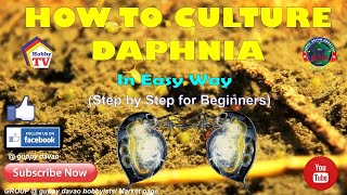 HOW TO CULTURE DAPHNIA In Easy Way [upl. by Eedrahc428]